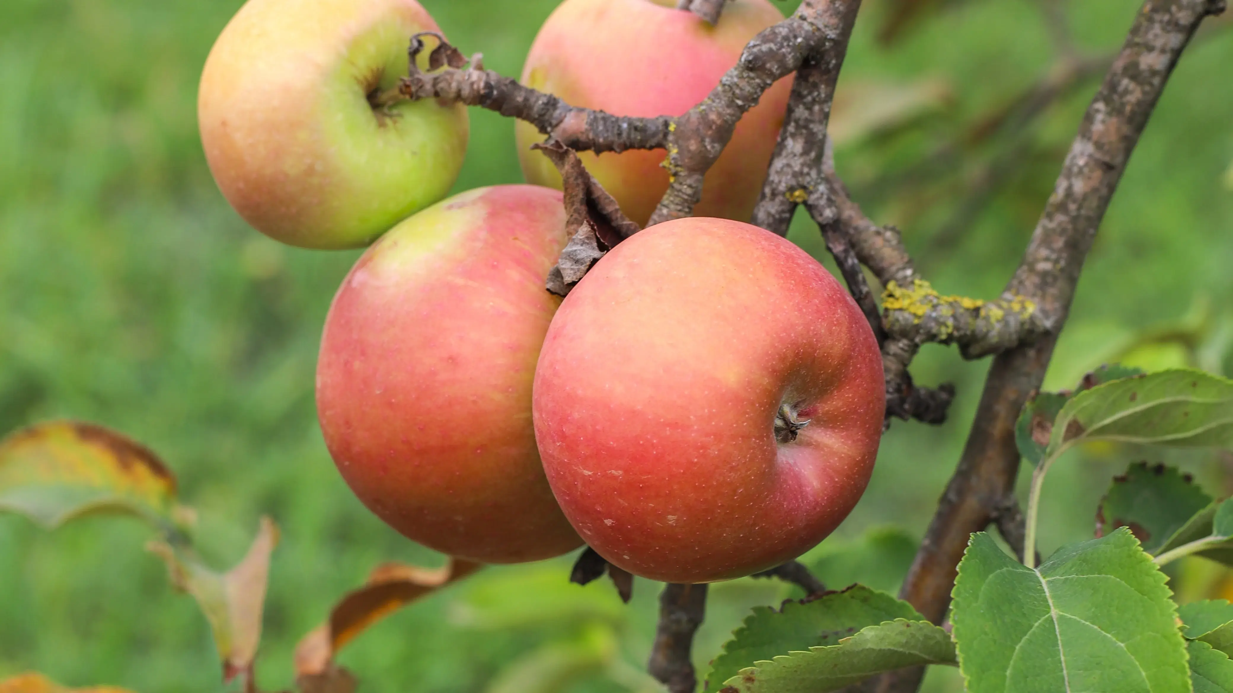 Organic Apples